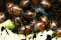 Achatina balteata infrafusca Congo juvenil